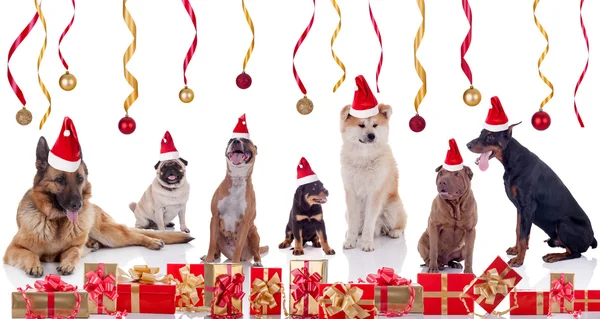 Merry Christmas and  Happy dogs News Year concept — Stock Photo, Image