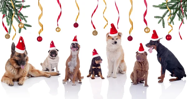 メリー クリスマスと幸せな犬のニュース年の概念 — ストック写真