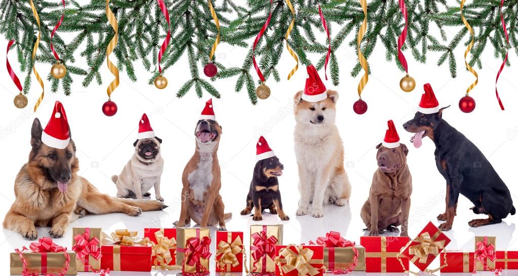 Merry Christmas and Happy dogs News Year concept Stock Photo by ...