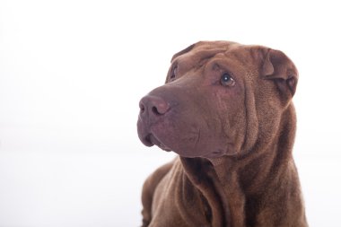 Shar Pei köpek başkanı