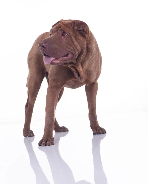 Shar pei hund — Stockfoto