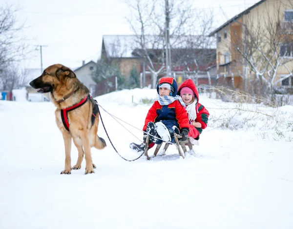 Berger allemand Chien tirant les enfants sur des traîneaux pendant le temps de neige — Photo