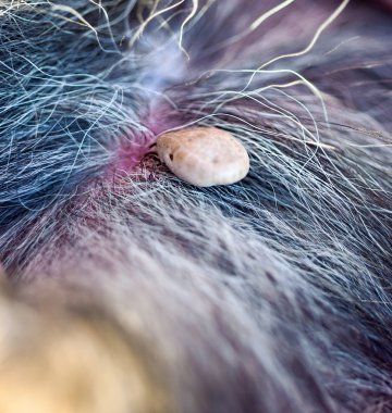macro picture tick on a dog clipart