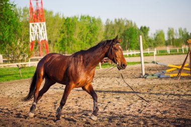 genç Arap atı Eğitim Çiftliği