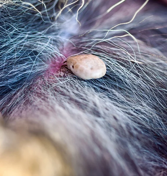 Makrobild Zecke auf einem Hund — Stockfoto