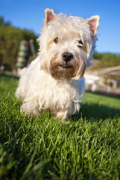 西高地犬在绿色的草地上 — 图库照片