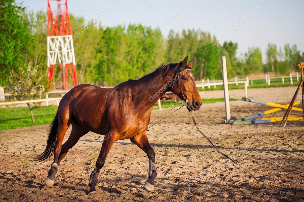 pyotr021