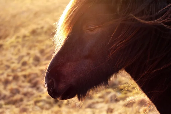 Isländisches Pferdekopfporträt im Hintergrundlicht des Sonnenuntergangs — Stockfoto