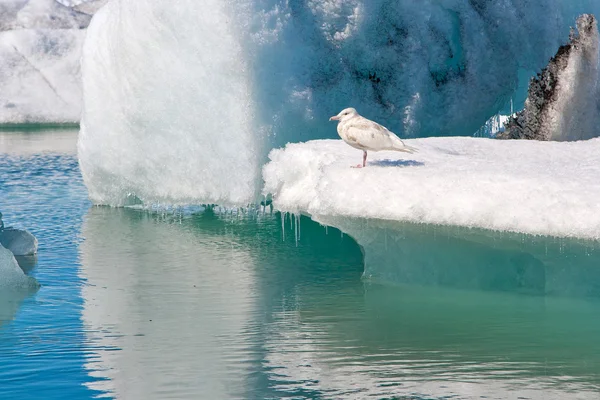 Kry na Jokulsarlon ledovec laguny, jižně od Islandu — Stock fotografie