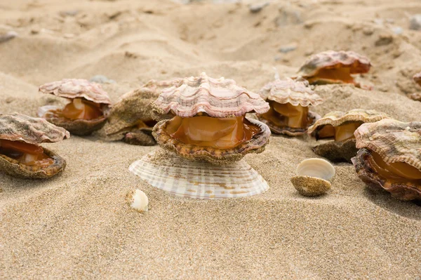 Mussla pilgrimsmusslor (Mizuhopecten yessoensis) — Stockfoto