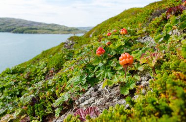cloudberries sahilde