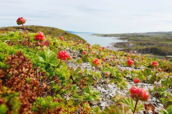 Cloudberries στην παραλία — Φωτογραφία Αρχείου