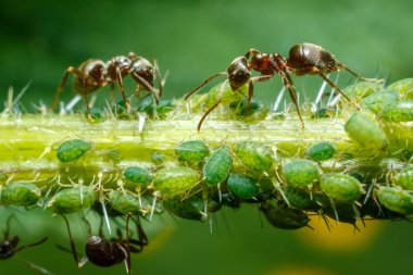 Ants taking care of aphids clipart