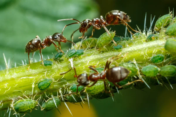 Mravenci, starat se o mšice — Stock fotografie