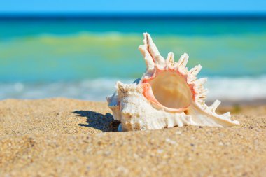 Kabuk kum deniz tarafında