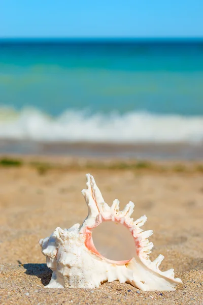 Shell in zand aan de kant van de zee — Stockfoto