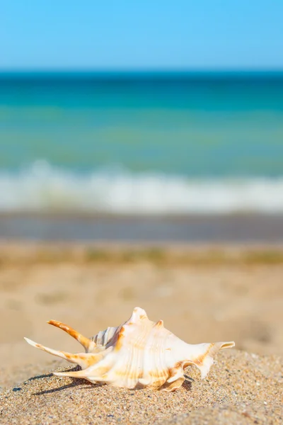 Shell in zand aan de kant van de zee — Stockfoto