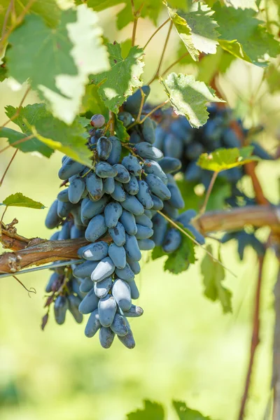 Grappes de raisins de table bleus dans le vignoble — Photo