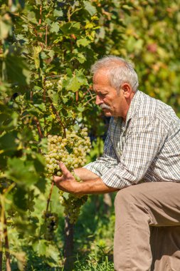Viticulturist gösteren üzüm küme