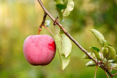 Olgun Kırmızı elma dalı