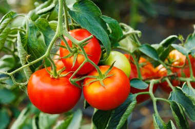 Ripe tomato cluster in greenhouse clipart