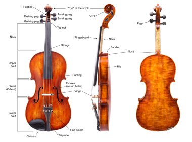 Bir keman (Türkçe anatomisi)