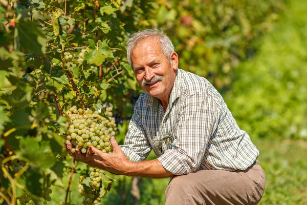 Proud viticulturist showing grape cluster — Stock Photo, Image