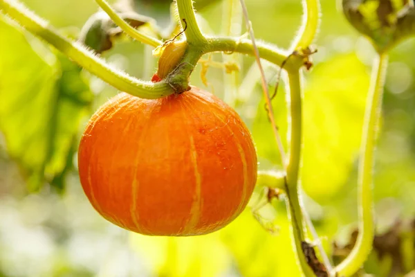 Ripe decorative pumpkin in garden — Stock Photo, Image