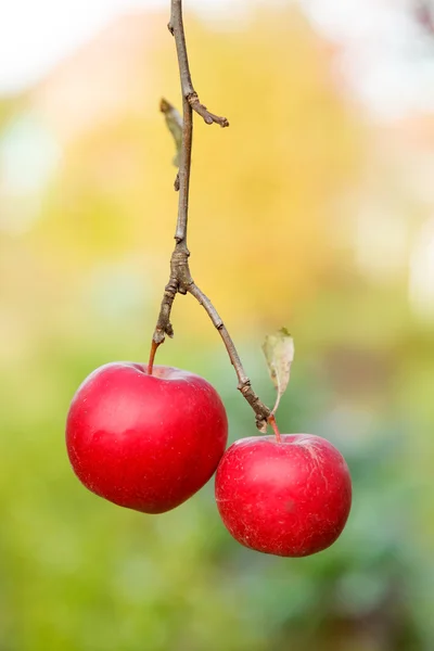 Reife rote Äpfel am Zweig — Stockfoto