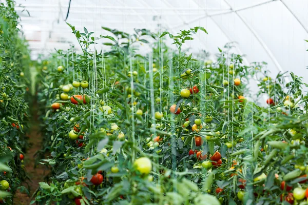 Plantas de tomate en invernadero — Foto de Stock
