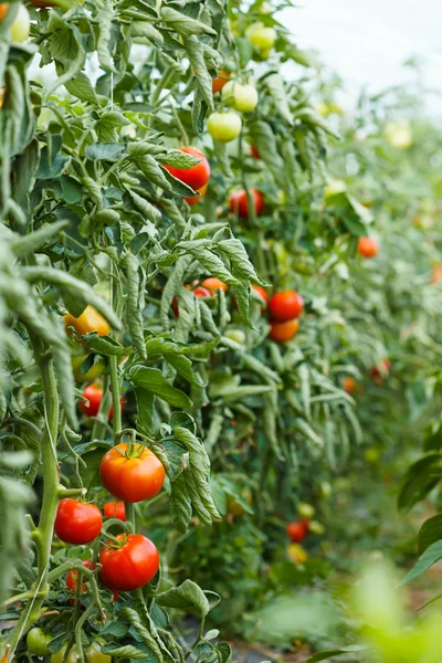 Tomato plants growing in greenhouse — Stock Photo, Image