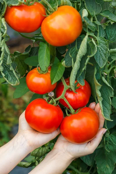 Спелые томаты в руке — стоковое фото