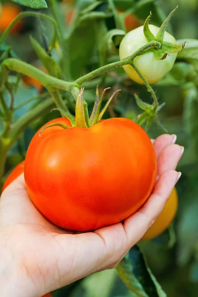 Main montrant tomate mûre — Photo