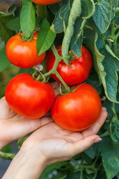 Hand showing ripe tomato cluster — Stock Photo, Image