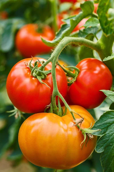 Grappe de tomates mûres en serre — Photo