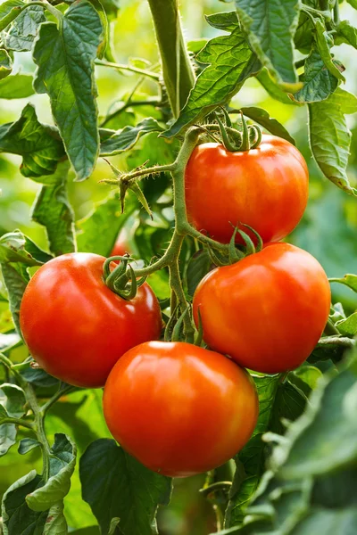 Klastrów dojrzałych pomidorów w szklarni — Zdjęcie stockowe