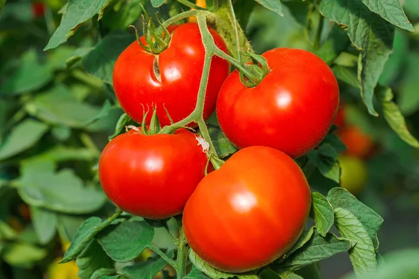 Ripe tomato cluster in greenhouse — Stock Photo, Image