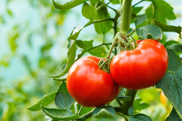 温室で完熟トマト クラスター — ストック写真