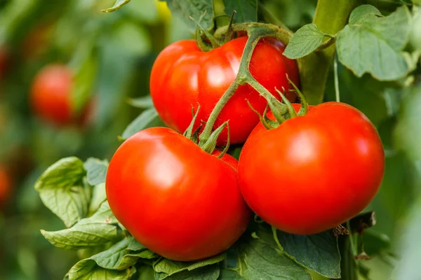 Grappe de tomates mûres en serre — Photo