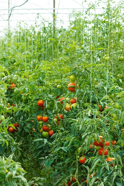 Plantas de tomate en invernadero — Foto de Stock