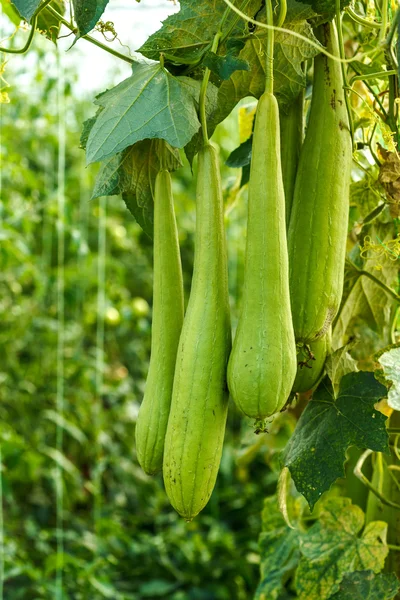 Esponja verde calabaza esponja vegetal en invernadero — Foto de Stock