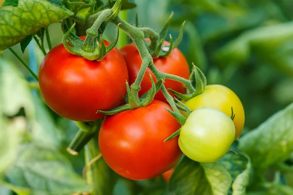 Klastrów dojrzałych pomidorów w szklarni — Zdjęcie stockowe