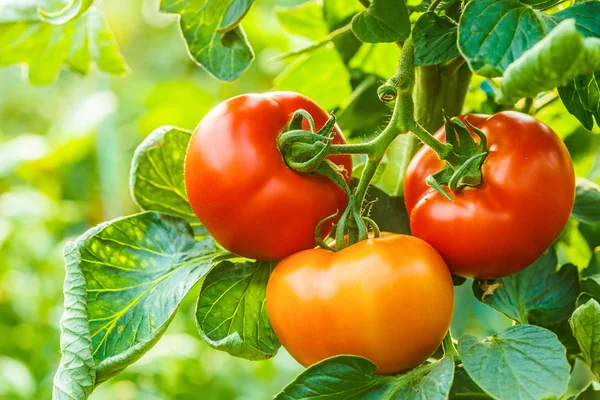 Ripe tomato cluster in greenhouse — Stock Photo, Image