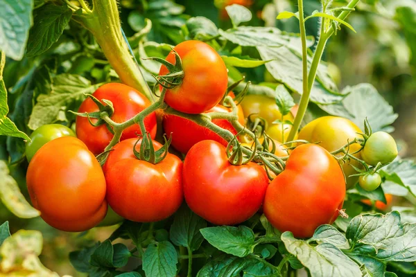 Ripe tomato cluster in greenhouse — Stock Photo, Image