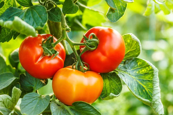 Clúster de tomate maduro en invernadero — Foto de Stock
