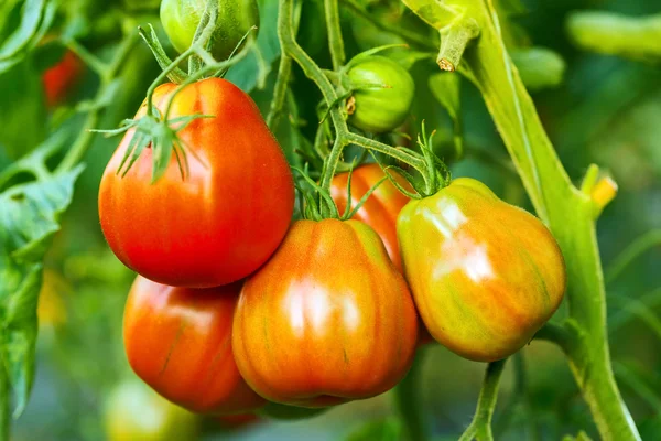 Aglomerado de tomate maduro em estufa — Fotografia de Stock