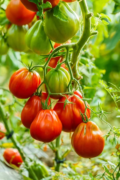 Ripe tomato cluster in greenhouse — Stock Photo, Image