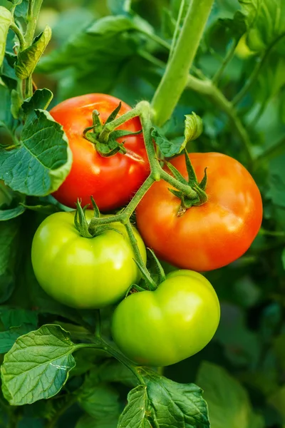 成熟的西红柿大棚群集 — 图库照片