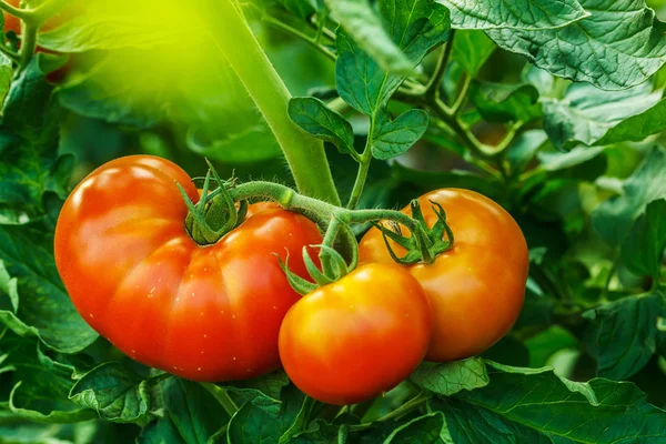 Clúster de tomate maduro en invernadero — Foto de Stock