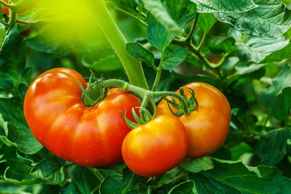 Grappe de tomates mûres en serre — Photo